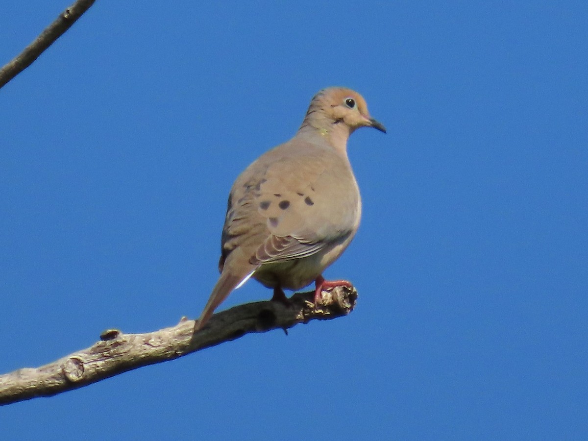 Mourning Dove - ML637271629