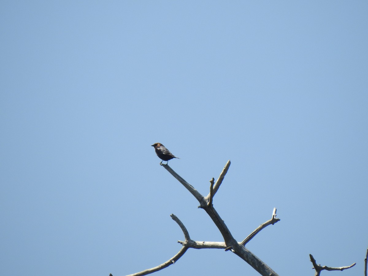 Brown-headed Cowbird - ML637271637