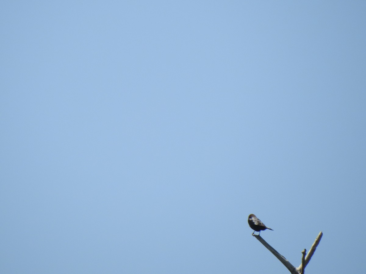 Brown-headed Cowbird - ML637271638