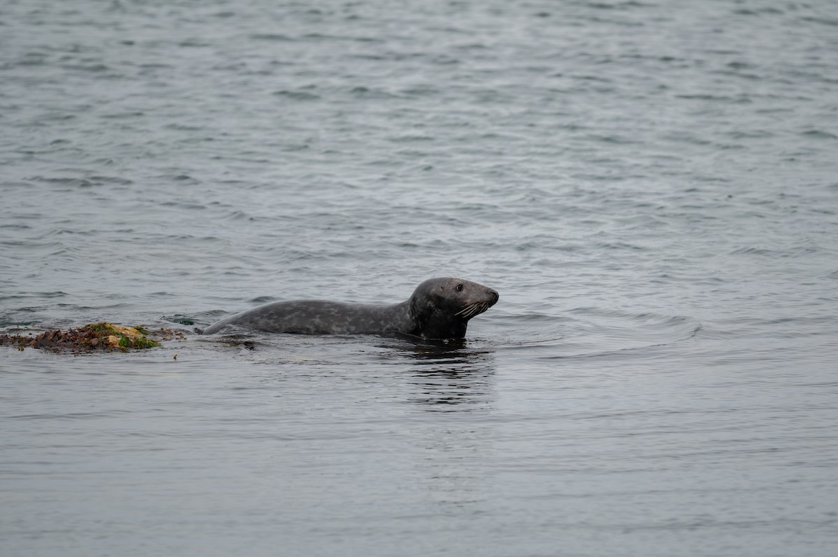 Atlantic Grey Seal - ML637271646