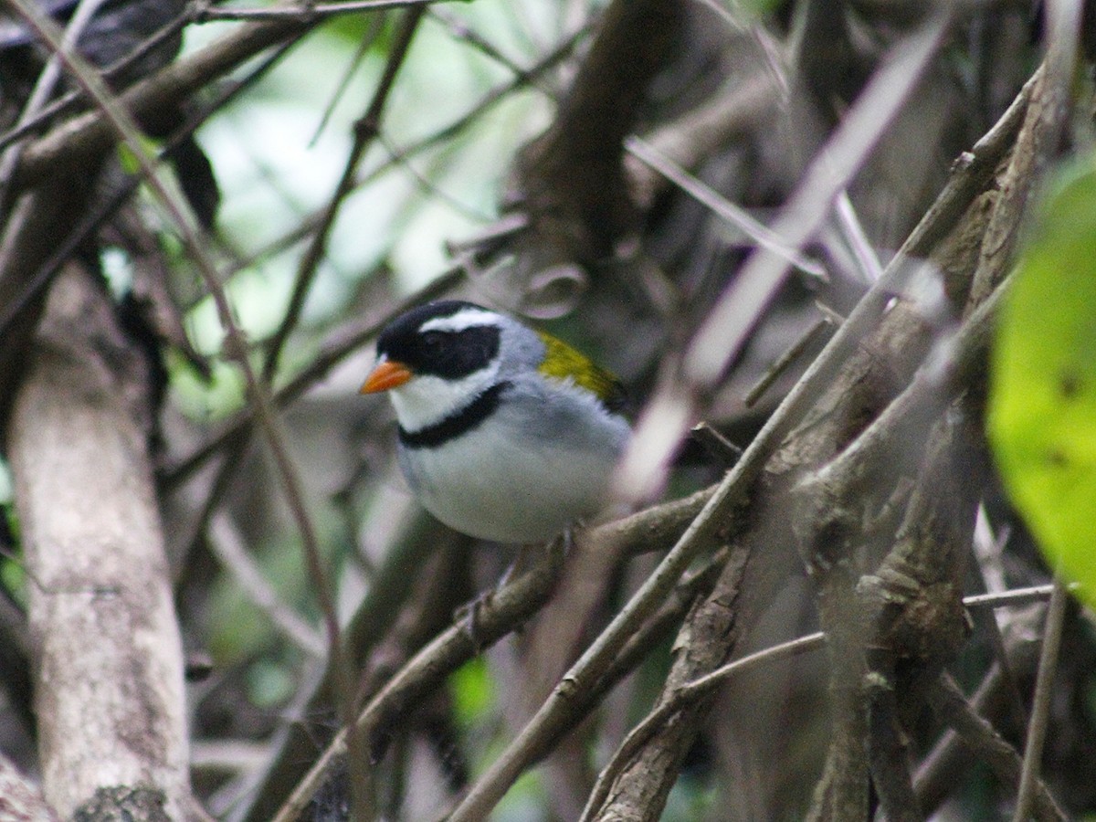 Saffron-billed Sparrow (Saffron-billed) - ML637271676