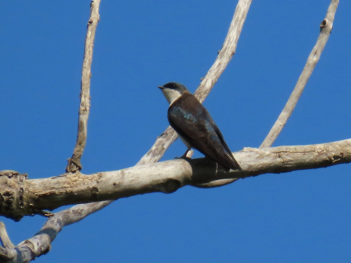 Tree Swallow - ML637271717
