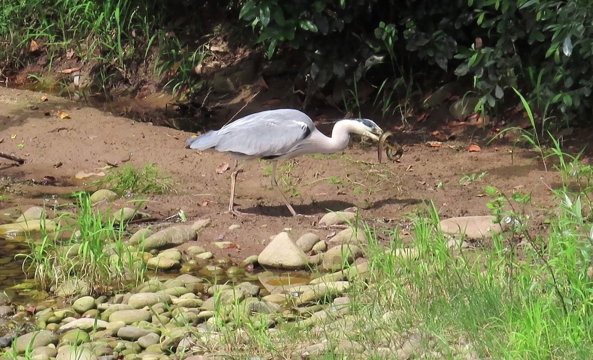 Gray Heron - ML637271720
