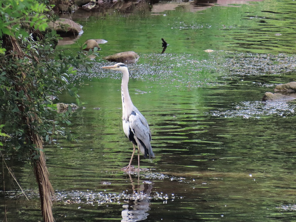 Gray Heron - ML637271722