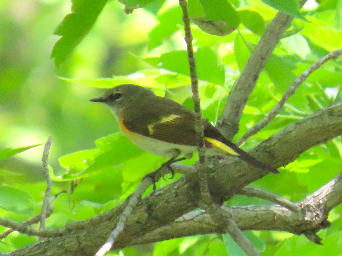 American Redstart - ML637271732