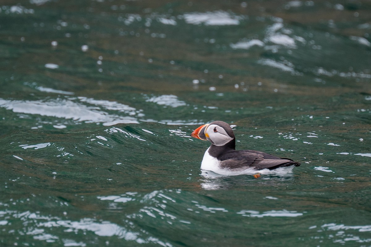 Atlantic Puffin - ML637271734