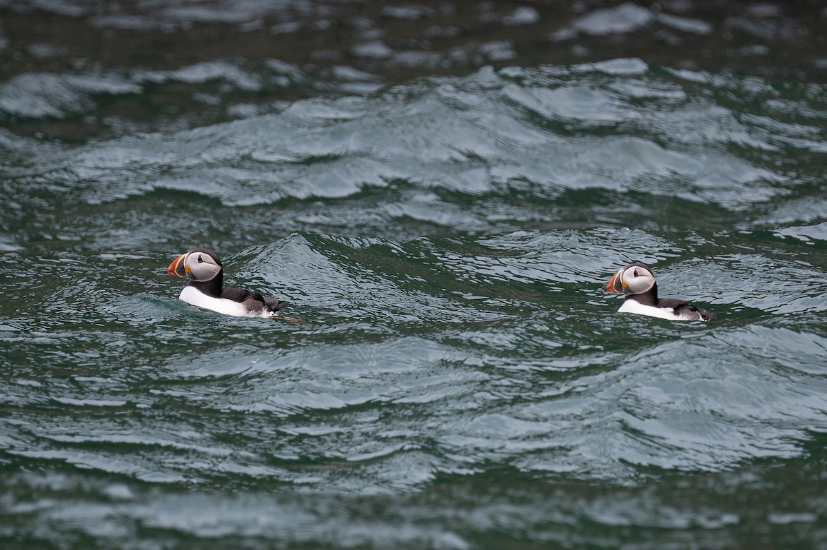 Atlantic Puffin - ML637271735