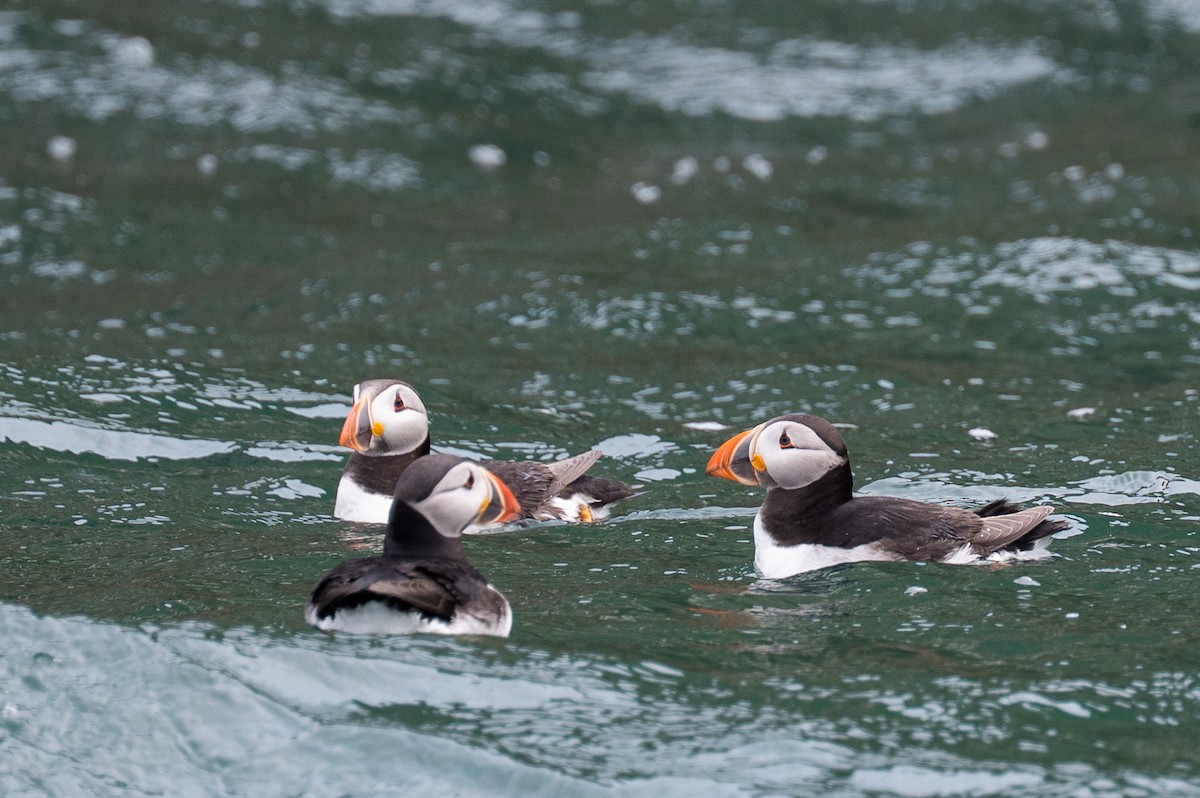 Atlantic Puffin - ML637271736