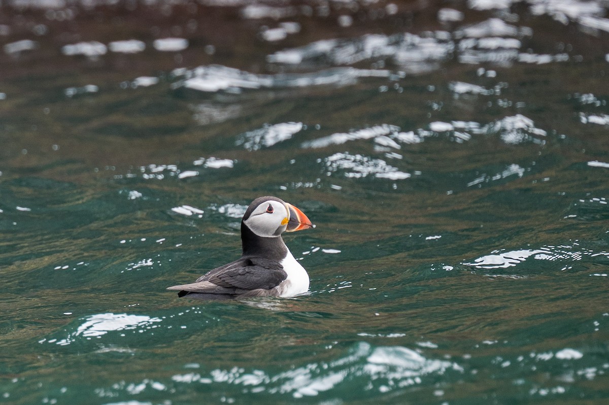 Atlantic Puffin - ML637271737