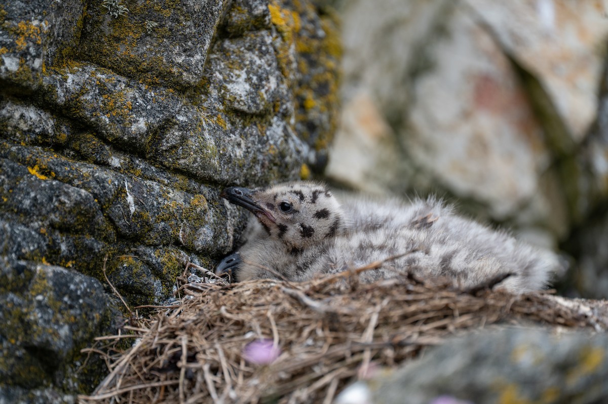 European Herring Gull - ML637271745