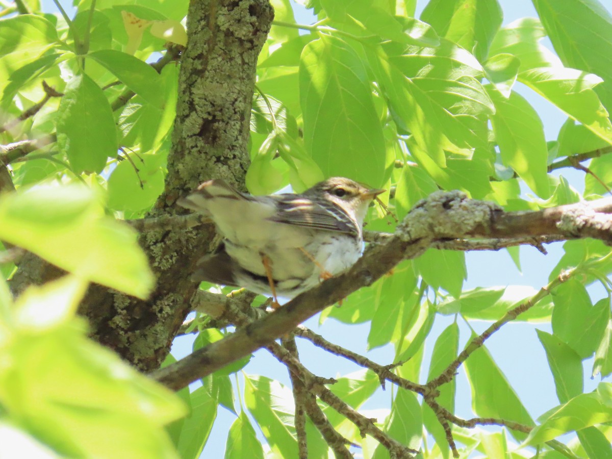 Blackpoll Warbler - ML637271792