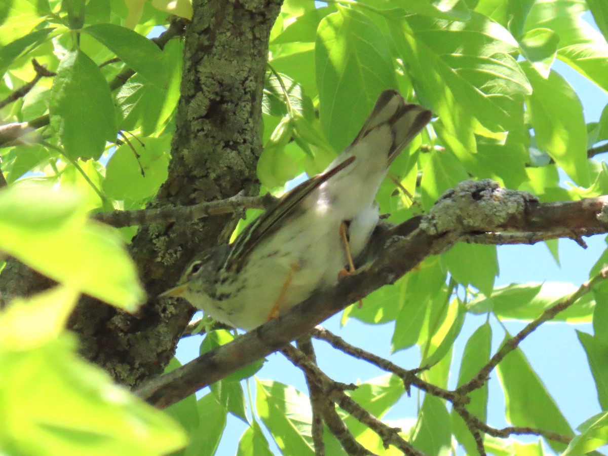 Blackpoll Warbler - ML637271793