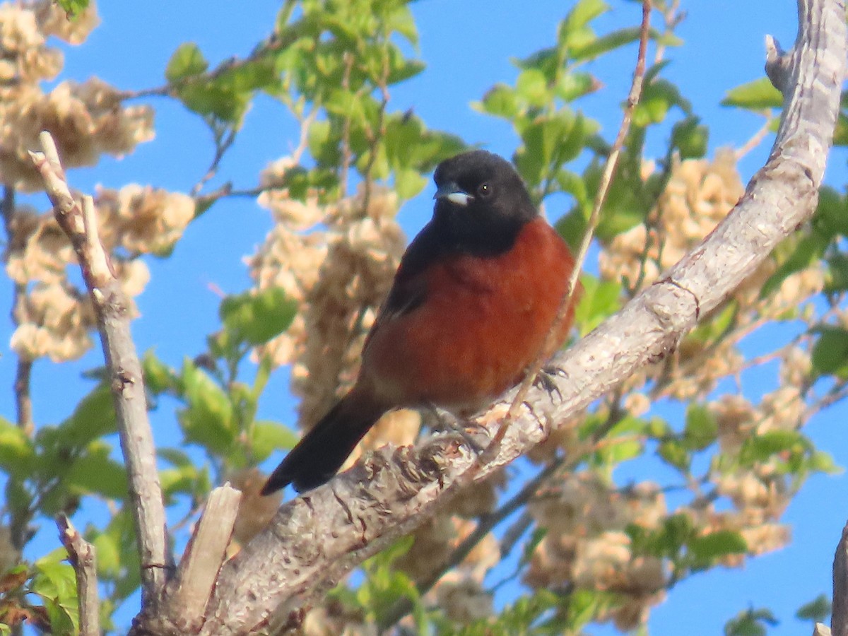 Orchard Oriole - ML637271809