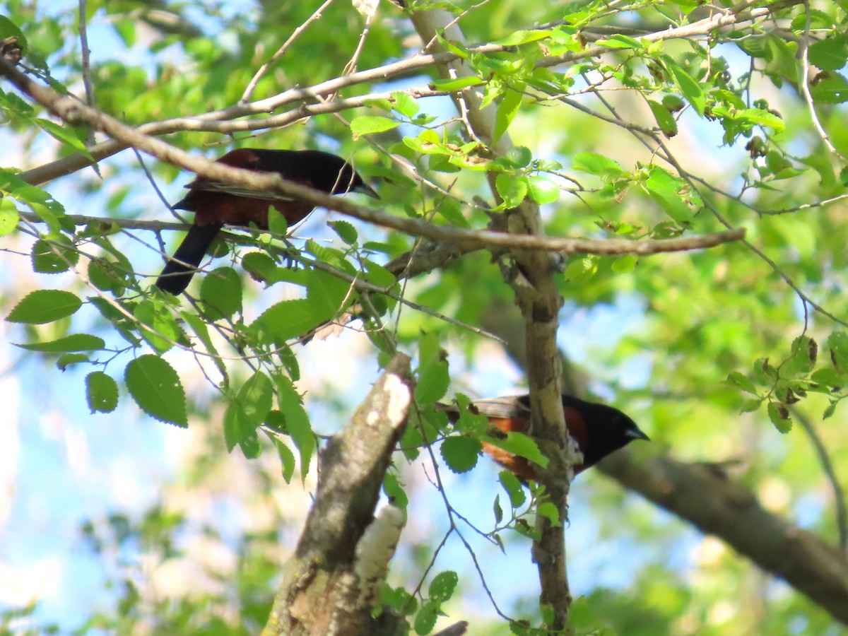 Orchard Oriole - ML637271810