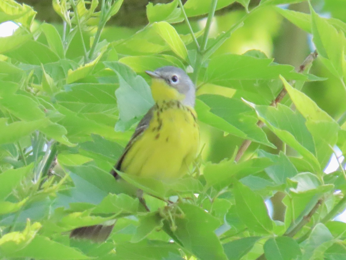 Magnolia Warbler - ML637271816