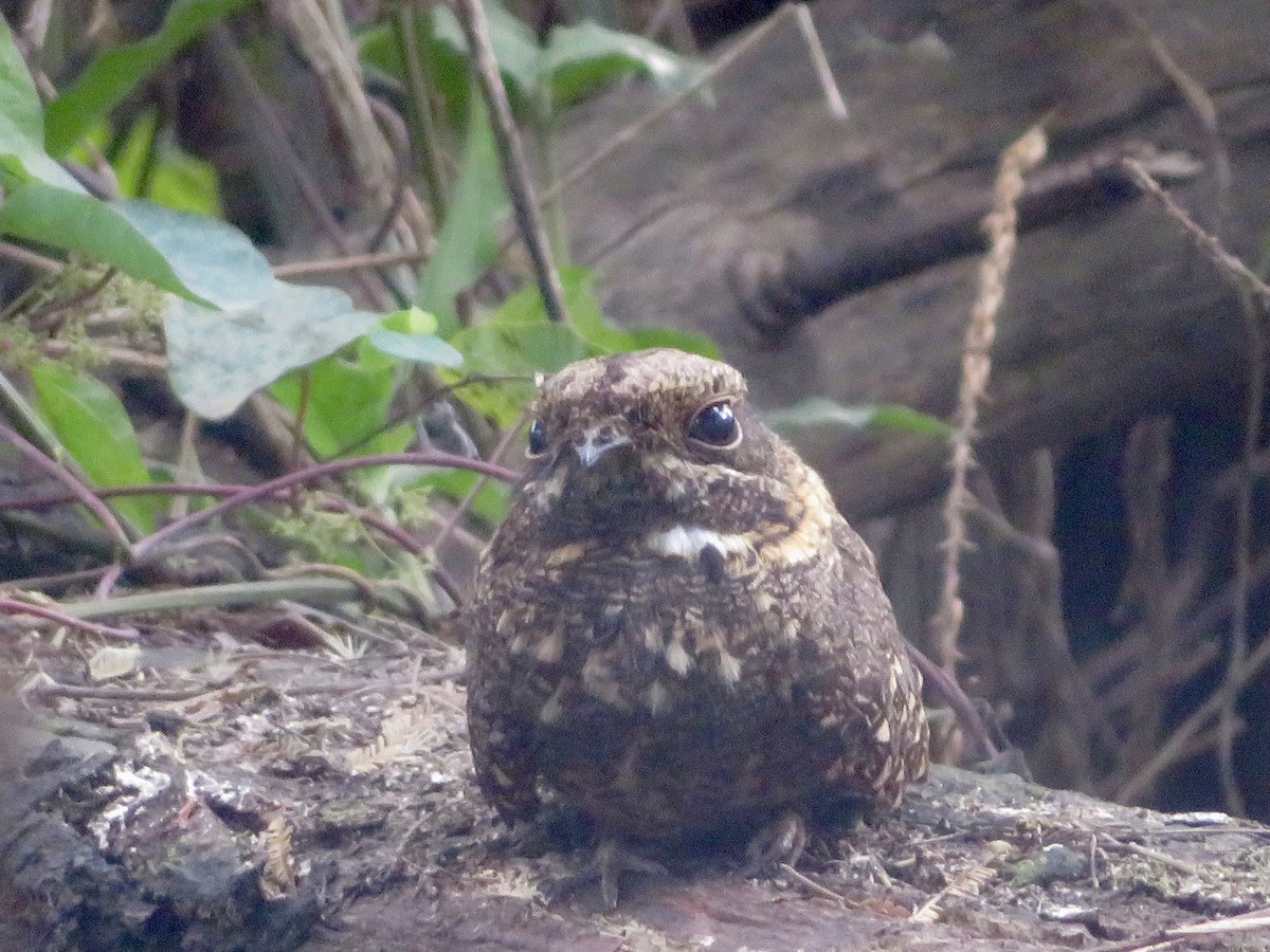 Montane Nightjar - ML637271843