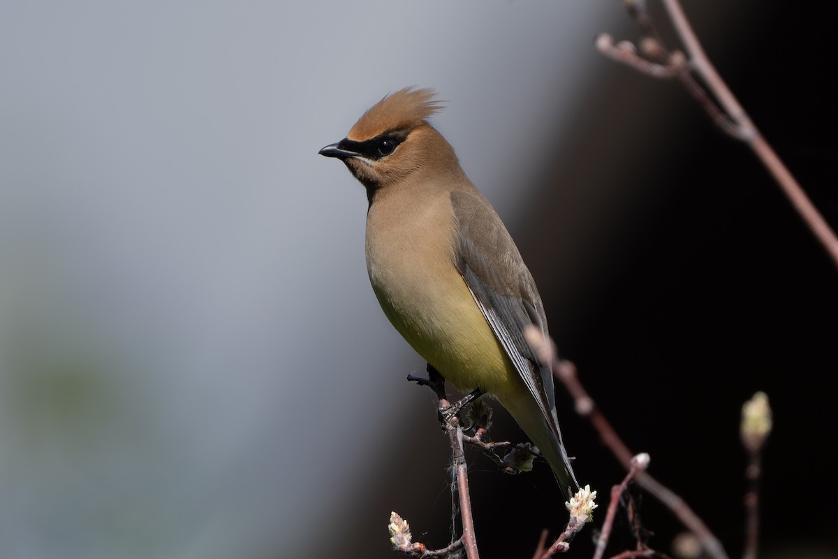 Cedar Waxwing - The Birdaholic