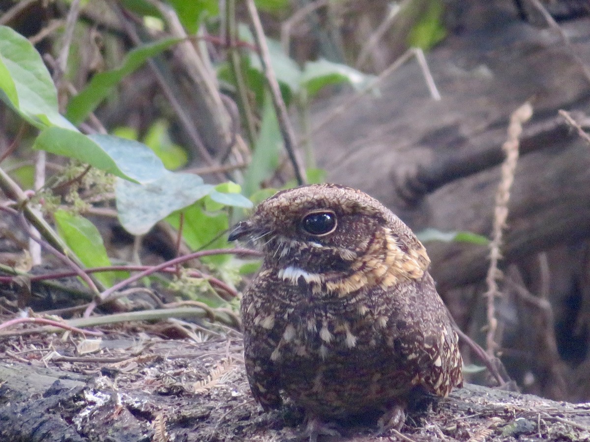 Montane Nightjar - ML637271846
