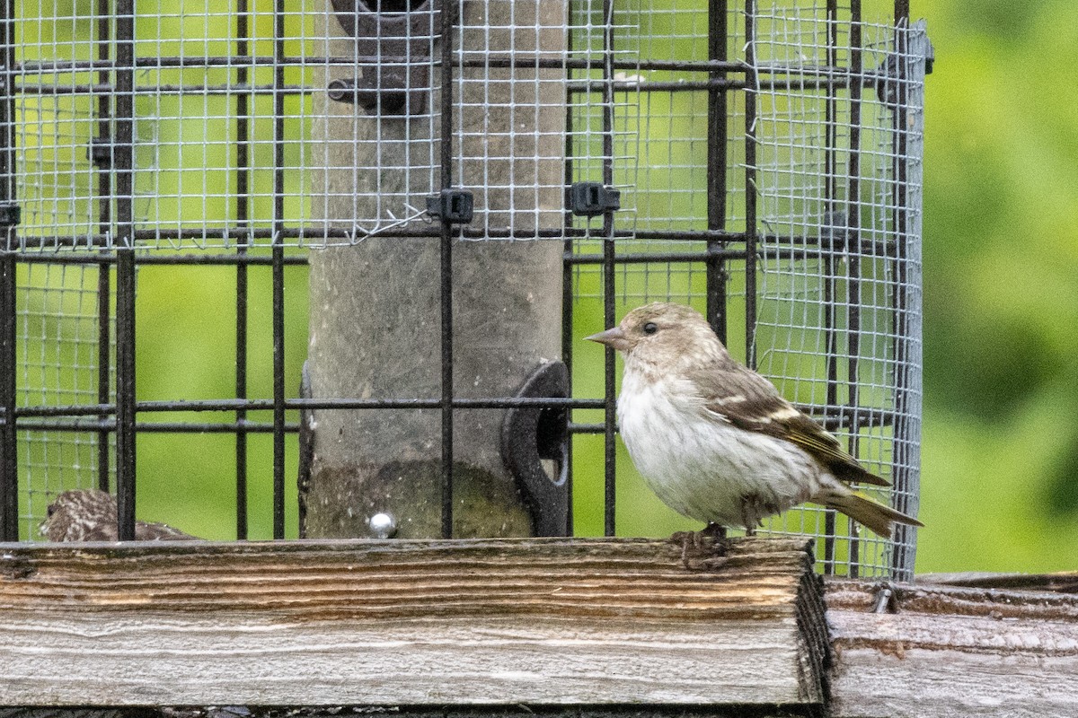 Pine Siskin - ML637271875
