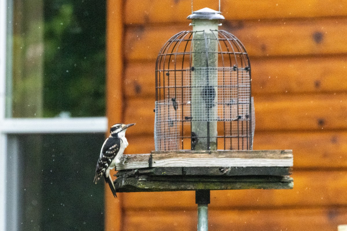 Hairy Woodpecker - ML637271883