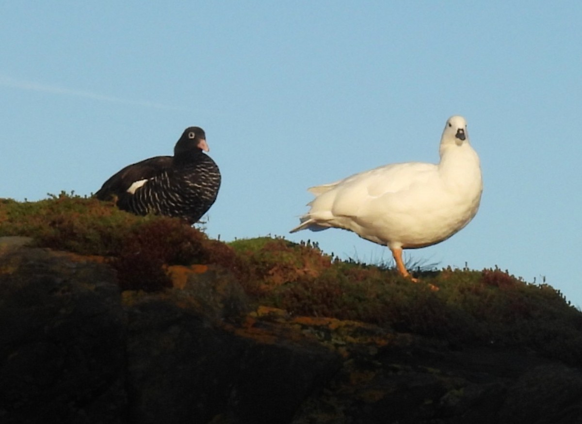 Kelp Goose - ML637271902