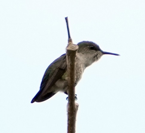 Colibrí Zumbadorcito - ML637271952