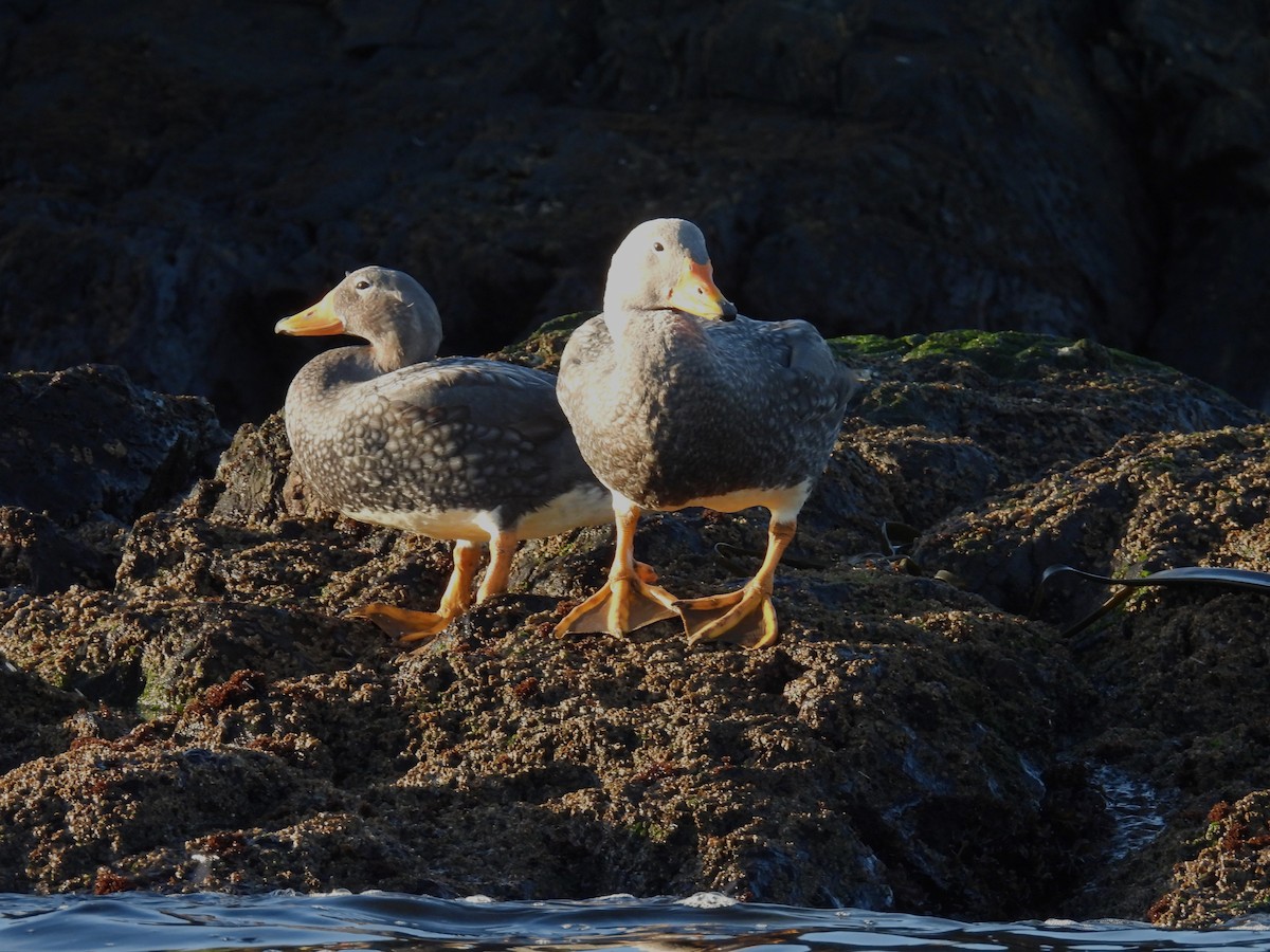 Flightless Steamer-Duck - ML637271969