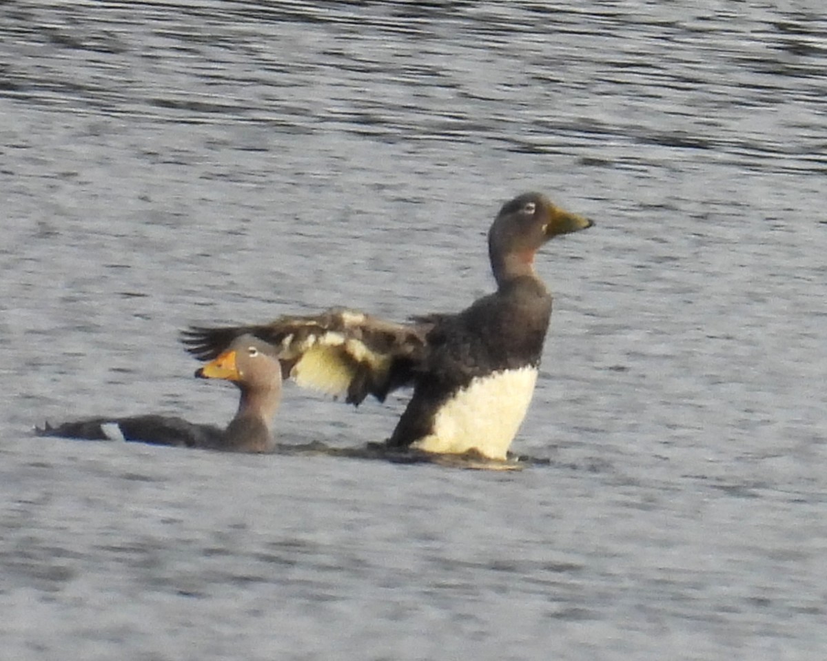 Flightless Steamer-Duck - ML637271993