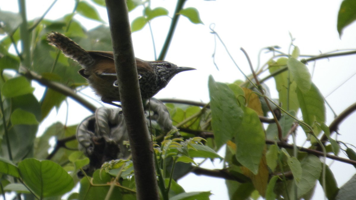 Spot-breasted Wren - ML637272178