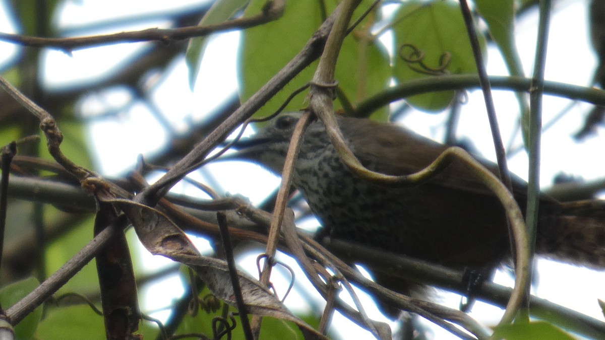 Spot-breasted Wren - ML637272179