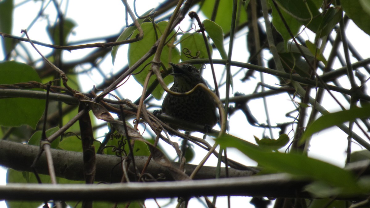 Spot-breasted Wren - ML637272180