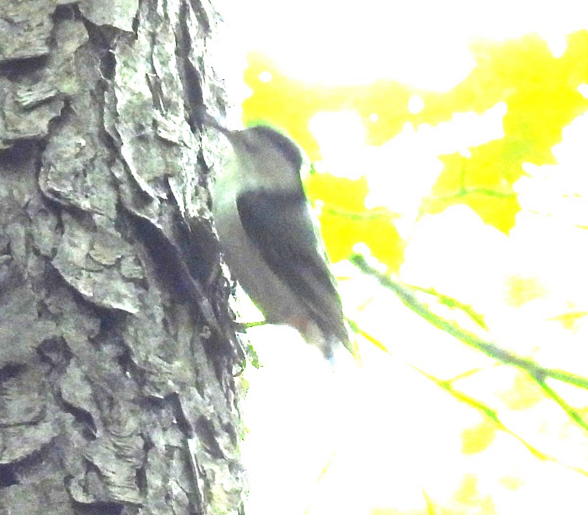 White-breasted Nuthatch - ML637272184