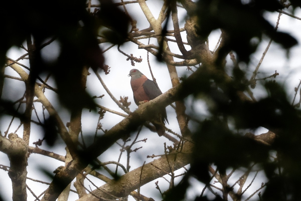 Western Bronze-naped Pigeon - ML637272246