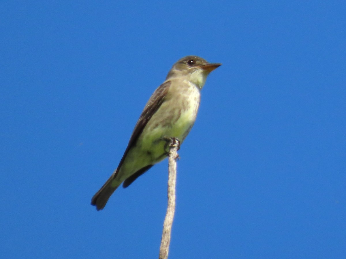 Olive-sided Flycatcher - ML637272253