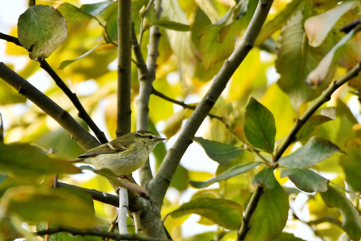 Yellow-browed Warbler - ML637272306