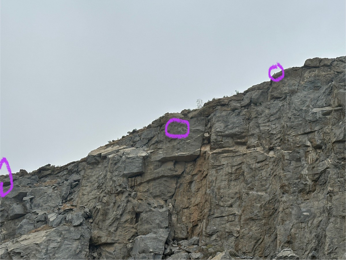 Peregrine Falcon - ML637272339