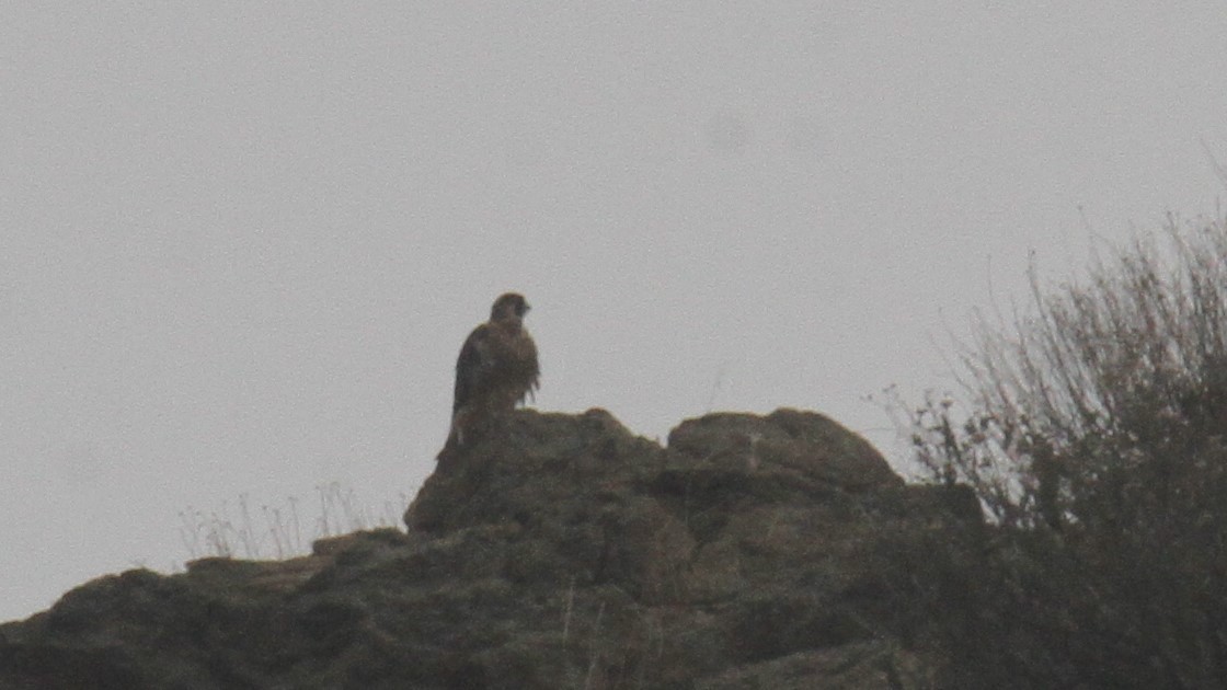 Peregrine Falcon - ML637272340