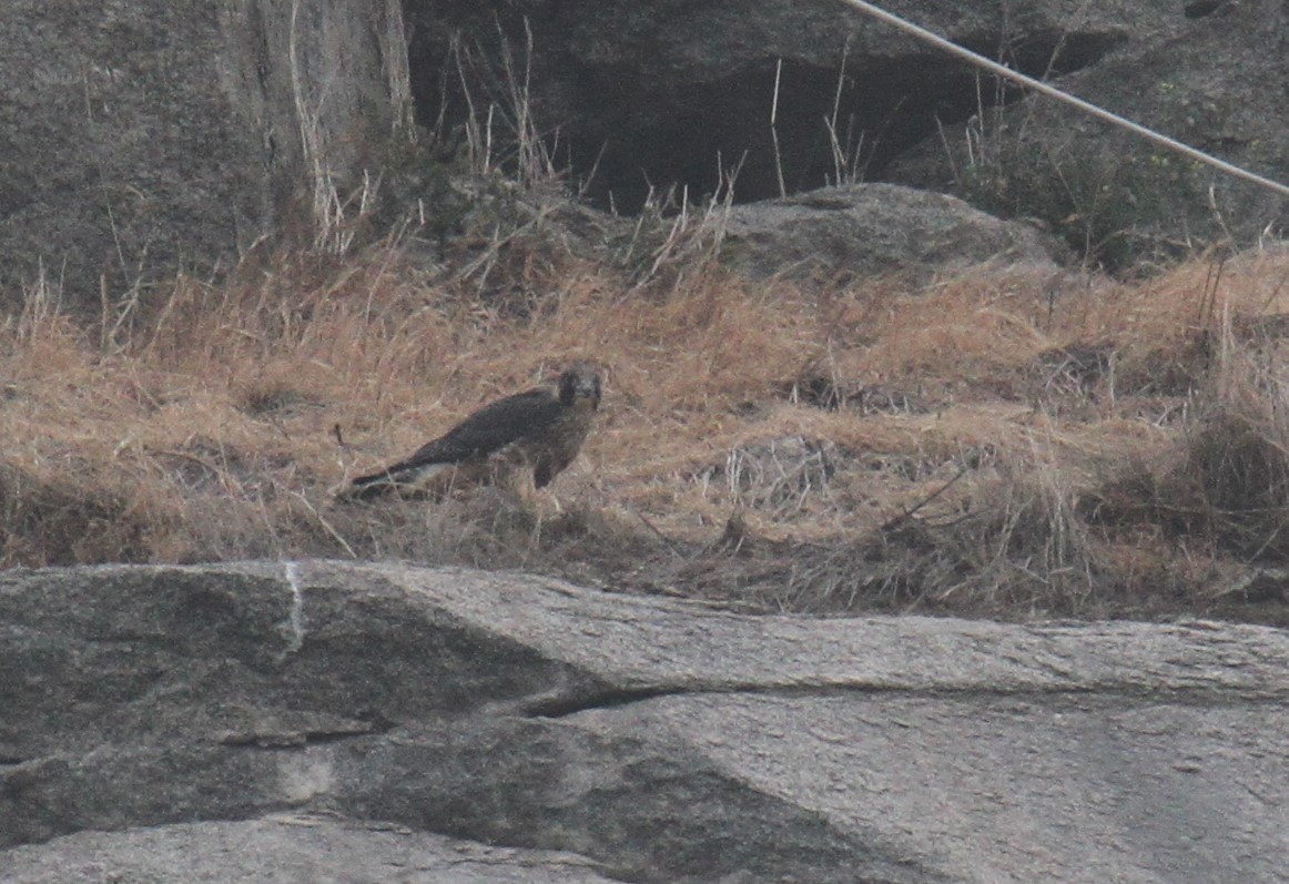 Peregrine Falcon - ML637272341