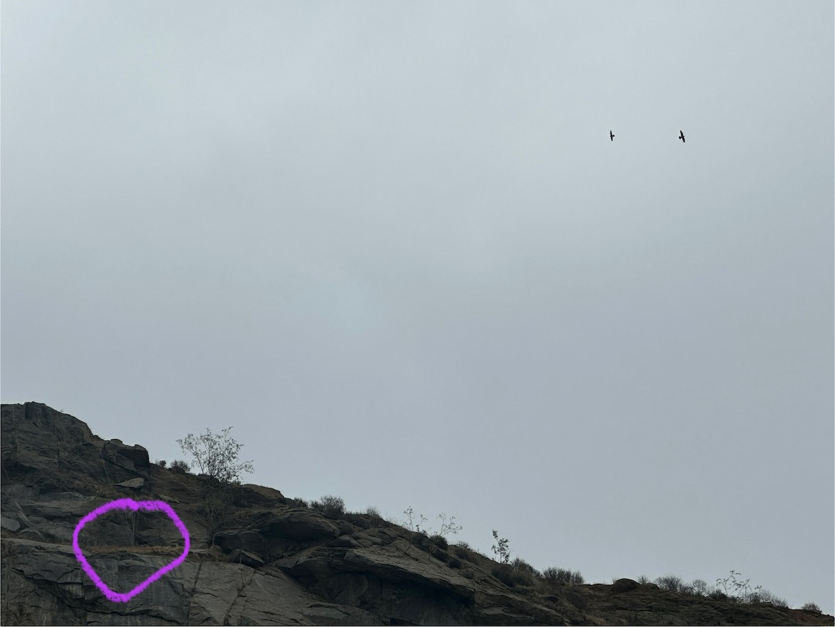 Peregrine Falcon - ML637272342