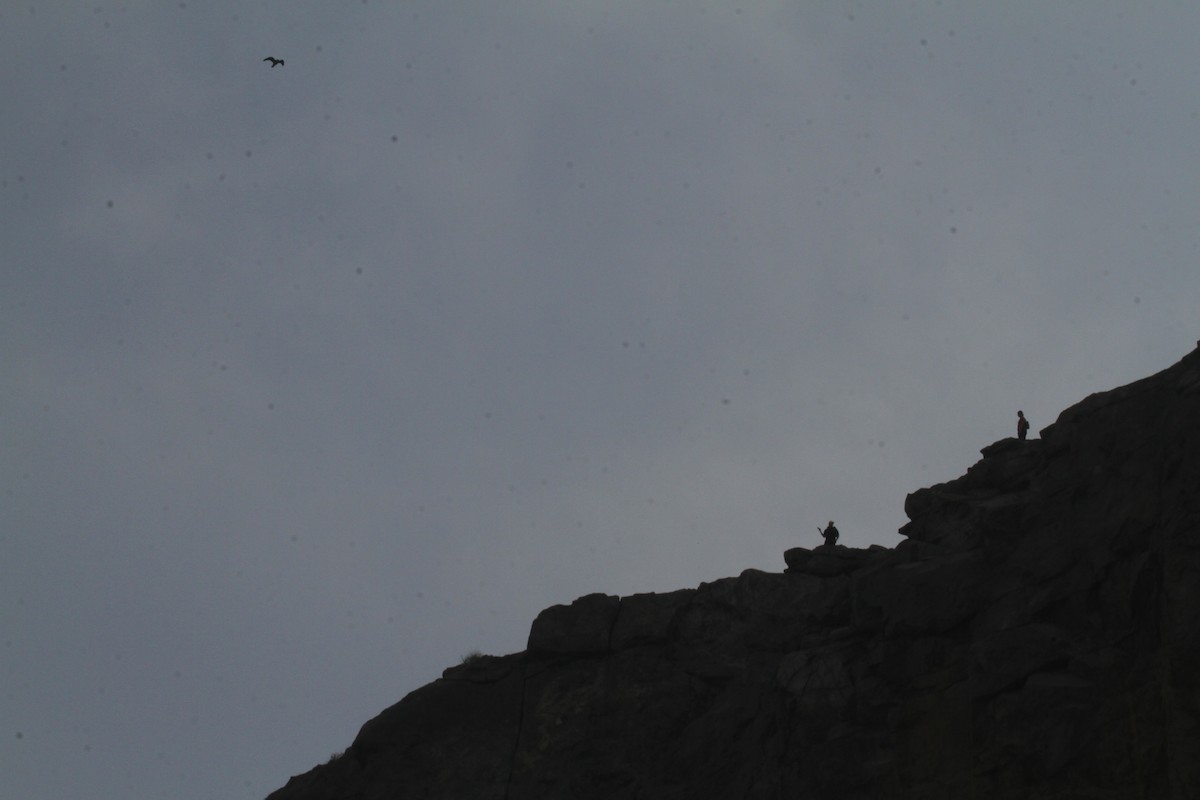 Peregrine Falcon - ML637272343