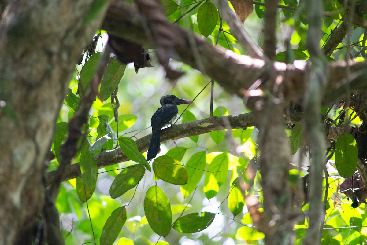 Western Dwarf Hornbill - ML637272346