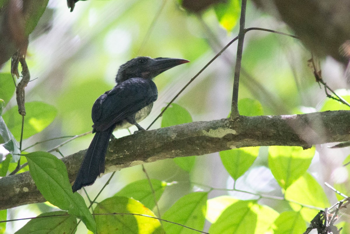Western Dwarf Hornbill - ML637272347