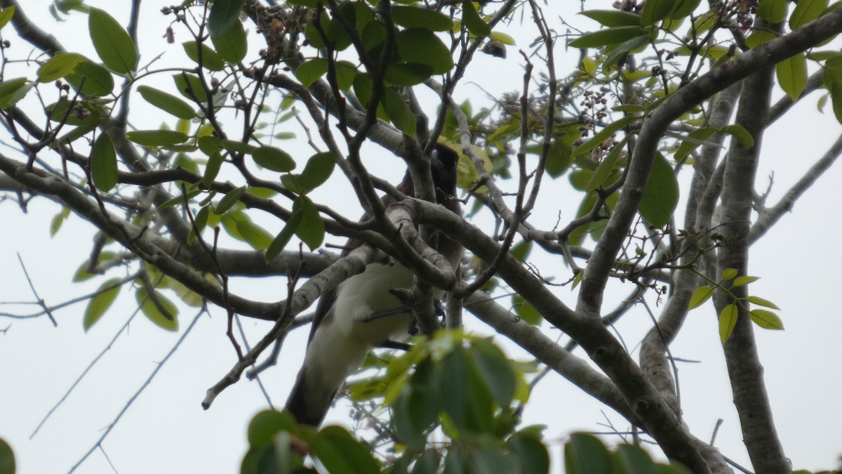 Brown Jay - ML637272378