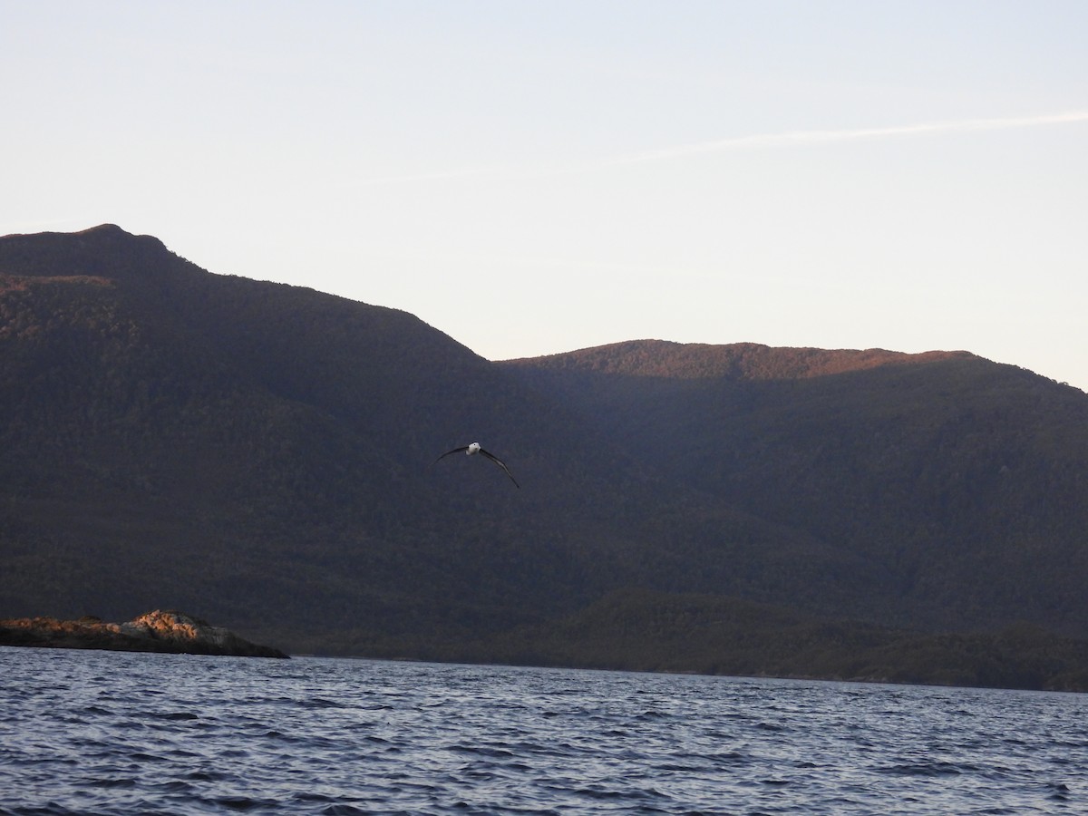 Black-browed Albatross - ML637272381