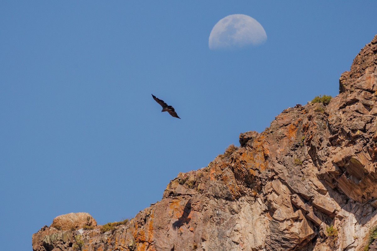 Andean Condor - ML637272406