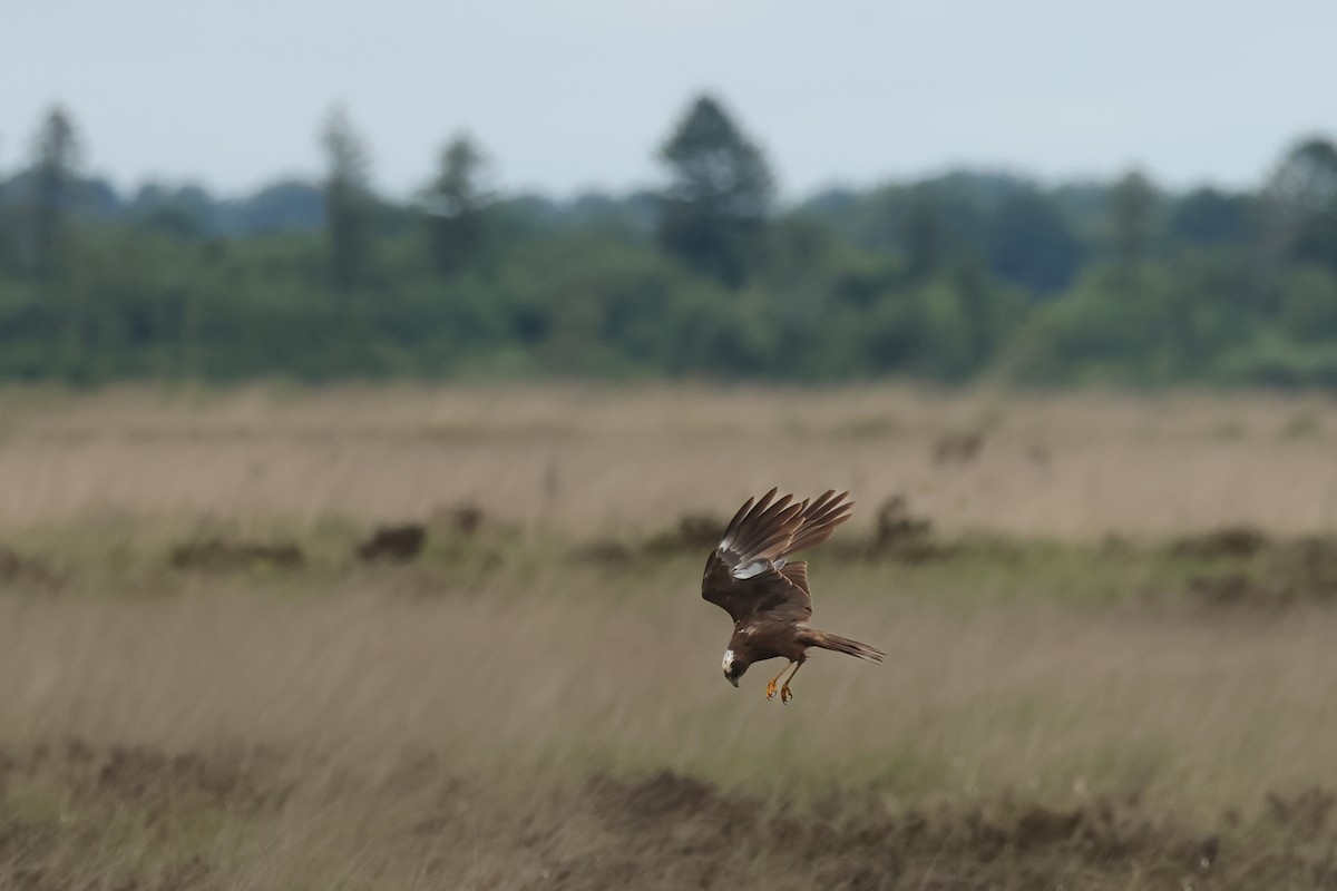 Western Marsh Harrier - ML637272413