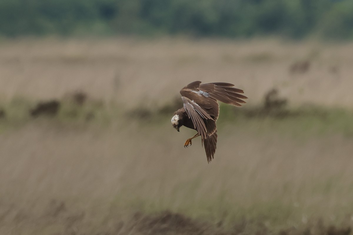 Western Marsh Harrier - ML637272415
