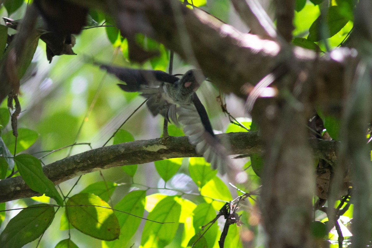 Western Dwarf Hornbill - ML637272417