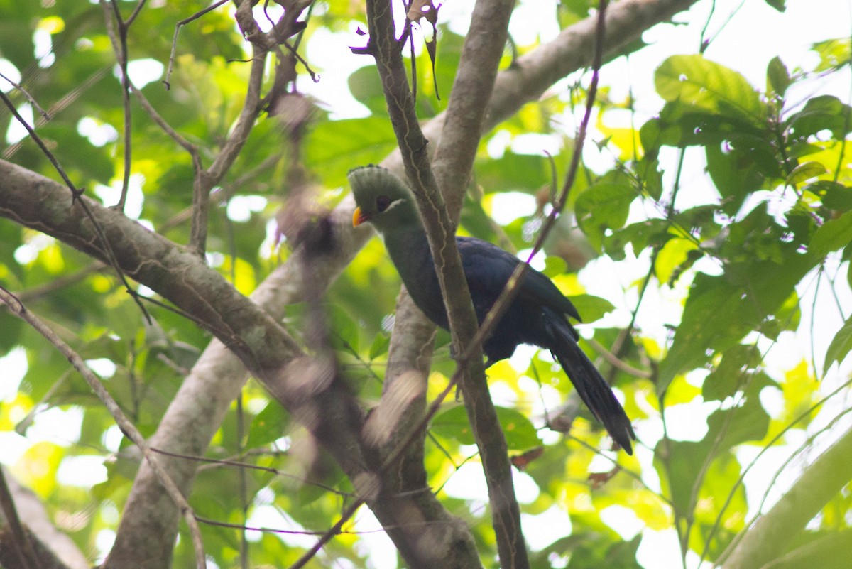 Yellow-billed Turaco - ML637272424