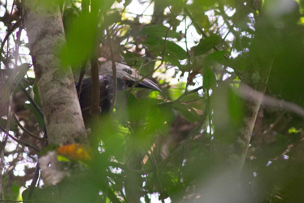 Western Long-tailed Hornbill - ML637272426